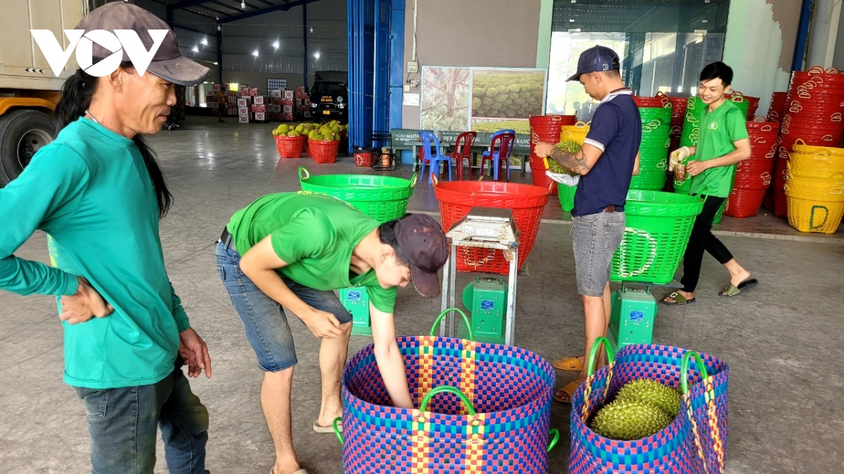 xu ly nghiem vi pham ve ma so vung trong, co so dong goi trai cay xuat khau hinh anh 2