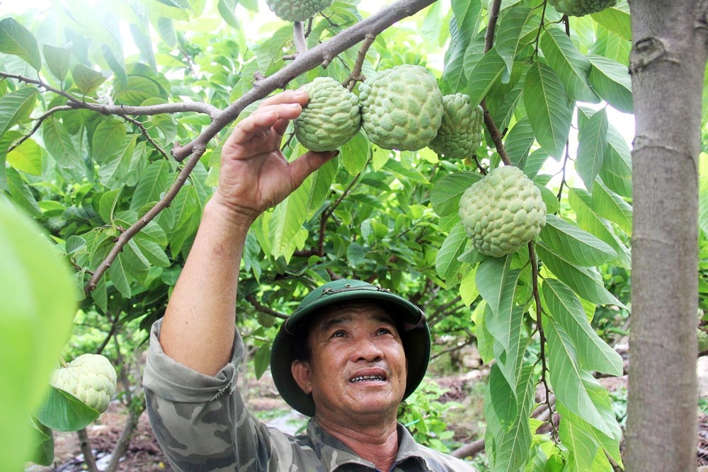 nguoi trong na bac giang phan khoi vi san luong tang, tieu thu thuan loi hinh anh 1