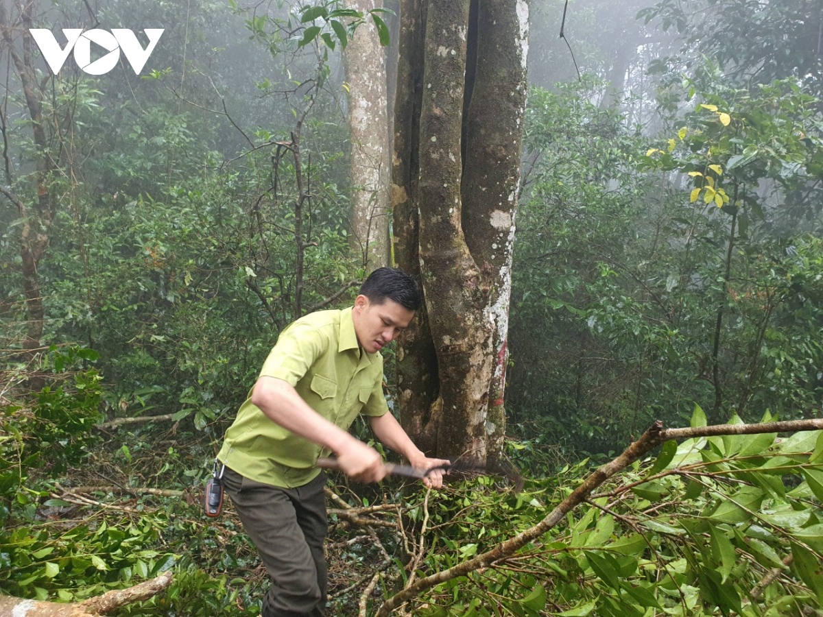 binh Dinh xay dung nha may san xuat tra tien vua o vung cao an toan hinh anh 2