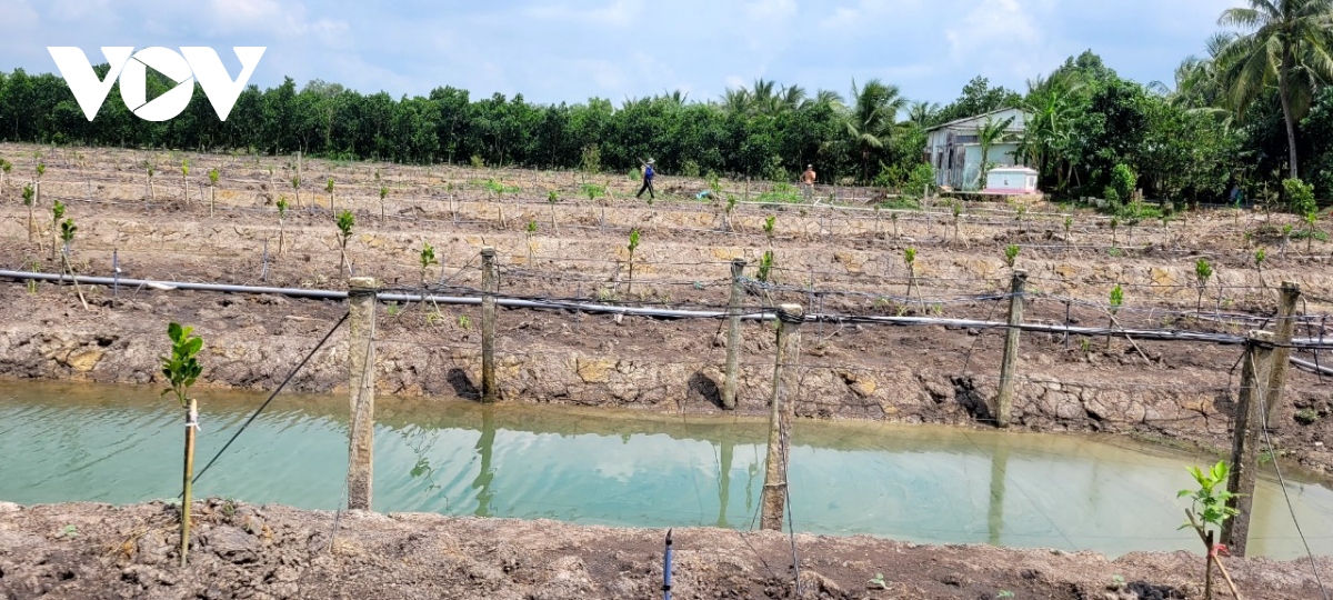 cay giong cuoi vu sot gia, nha vuon o ben tre boi thu hinh anh 3