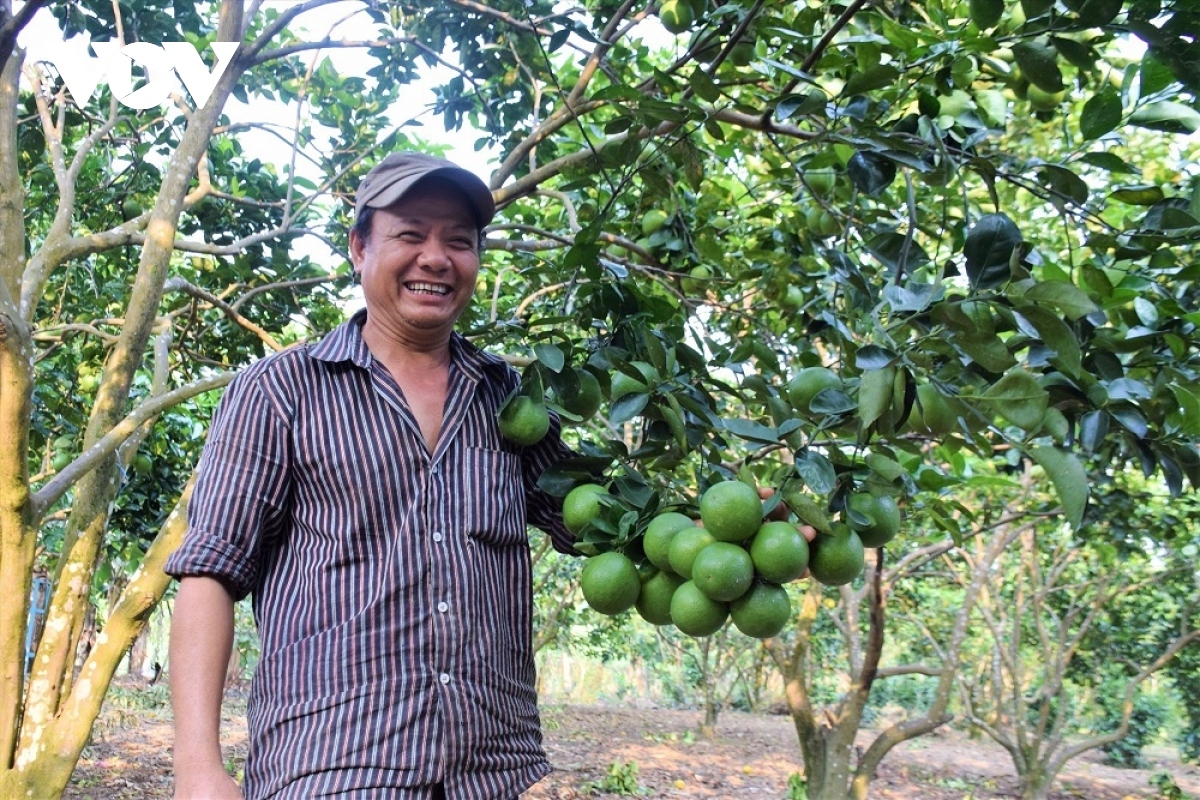 Dong bao co tu quang nam thoat ngheo tu mo hinh trong cay an qua hinh anh 4