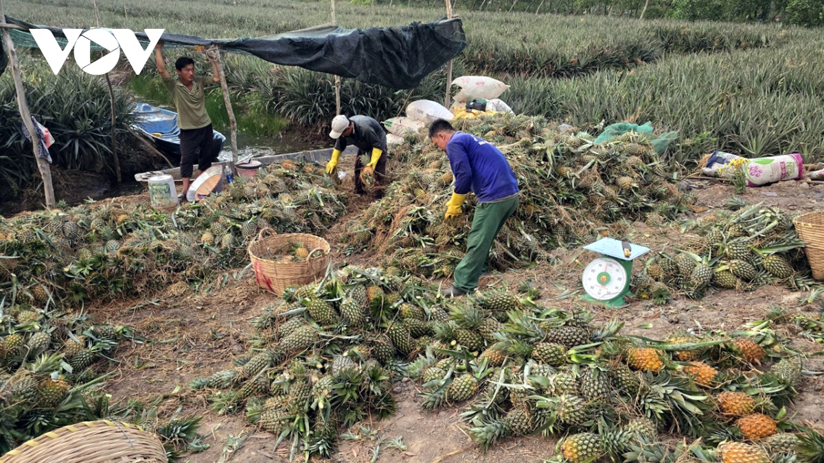 gia nhieu loai trai cay o tien giang va ben tre tang cao do thieu nguon cung hinh anh 1