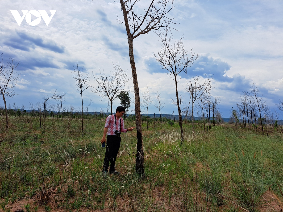 gia lai loay hoay chuyen doi 12.000 ha cao su tren dat rung ngheo hinh anh 2