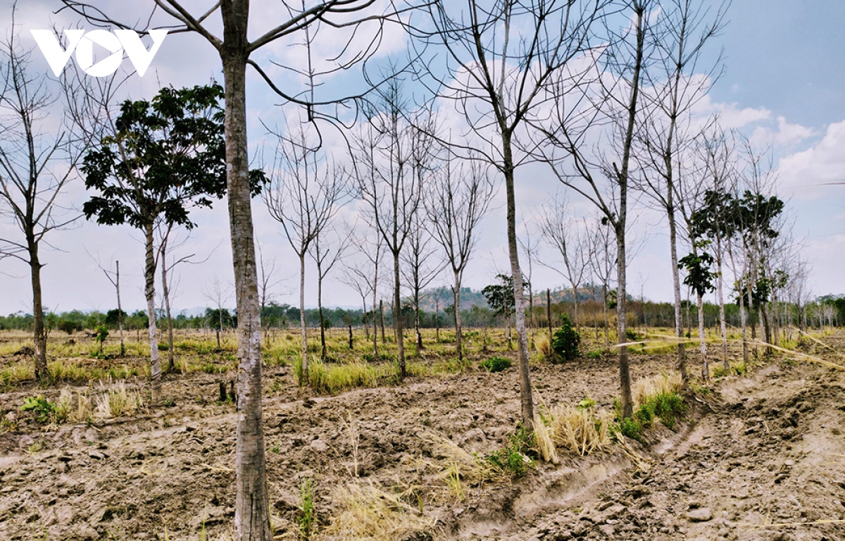 gia lai loay hoay chuyen doi 12.000 ha cao su tren dat rung ngheo hinh anh 1