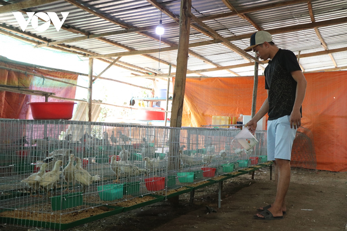 nuoi ga peru thu vai tram trieu moi nam hinh anh 1